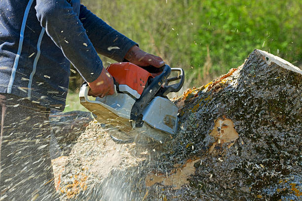 Tree and Shrub Care in Alakanuk, AK